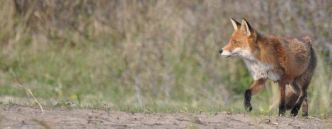 Fuchs in den Dünen von Bloemendaal am Meer, der manchmal zu Fuß auf den Campingplatz gehen möchte